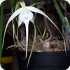 Brassavola cucullata Fireworks